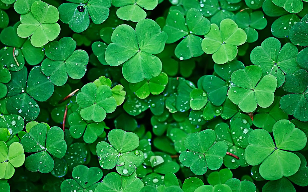 Shamrocks vs. Clovers. What’s the Difference? - Little Rae's Bakery - Clover Magic Slots Real Money Download For Android