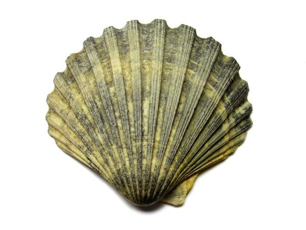 Shell | Free stock photos - Rgbstock - Free stock images | vierdrie - Shell Retail And Convenience Operations Llc