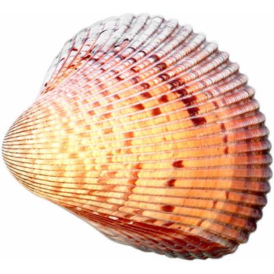 shell | meaning of shell in Longman Dictionary of Contemporary English - Shell Retail And Convenience Operations Llc