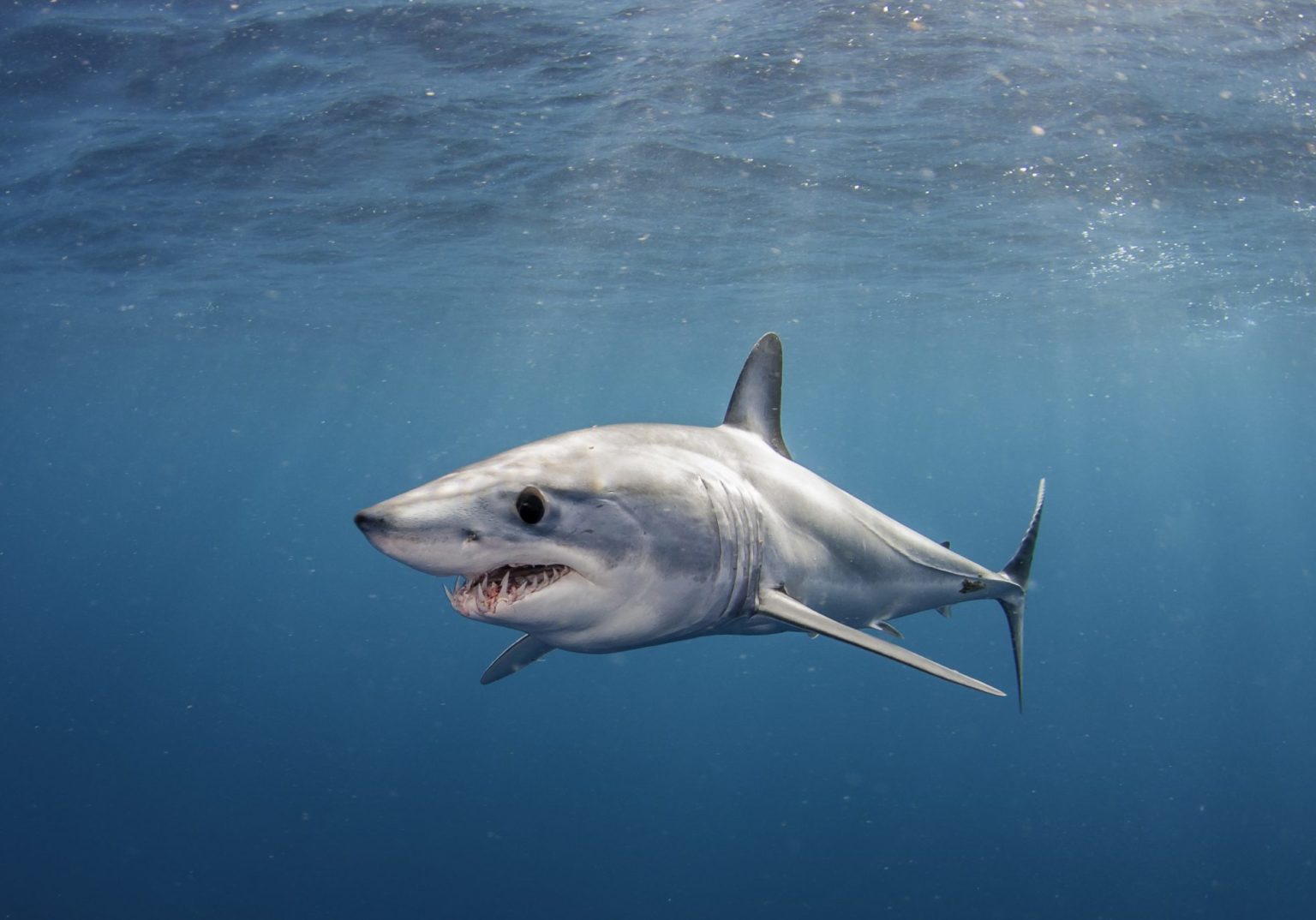 Shortfin Mako Shark: the World's Ultimate Hunter (Updated 2023) - Mako Smart Robotics Total Knee Replacement
