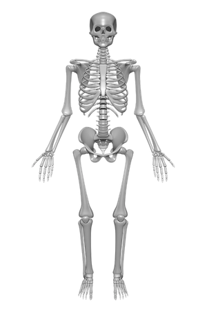 Skeletal System PNG HD Transparent Skeletal System HD.PNG Images. | PlusPNG - Skeletal Muscle Is Capable Of Which Of The Following