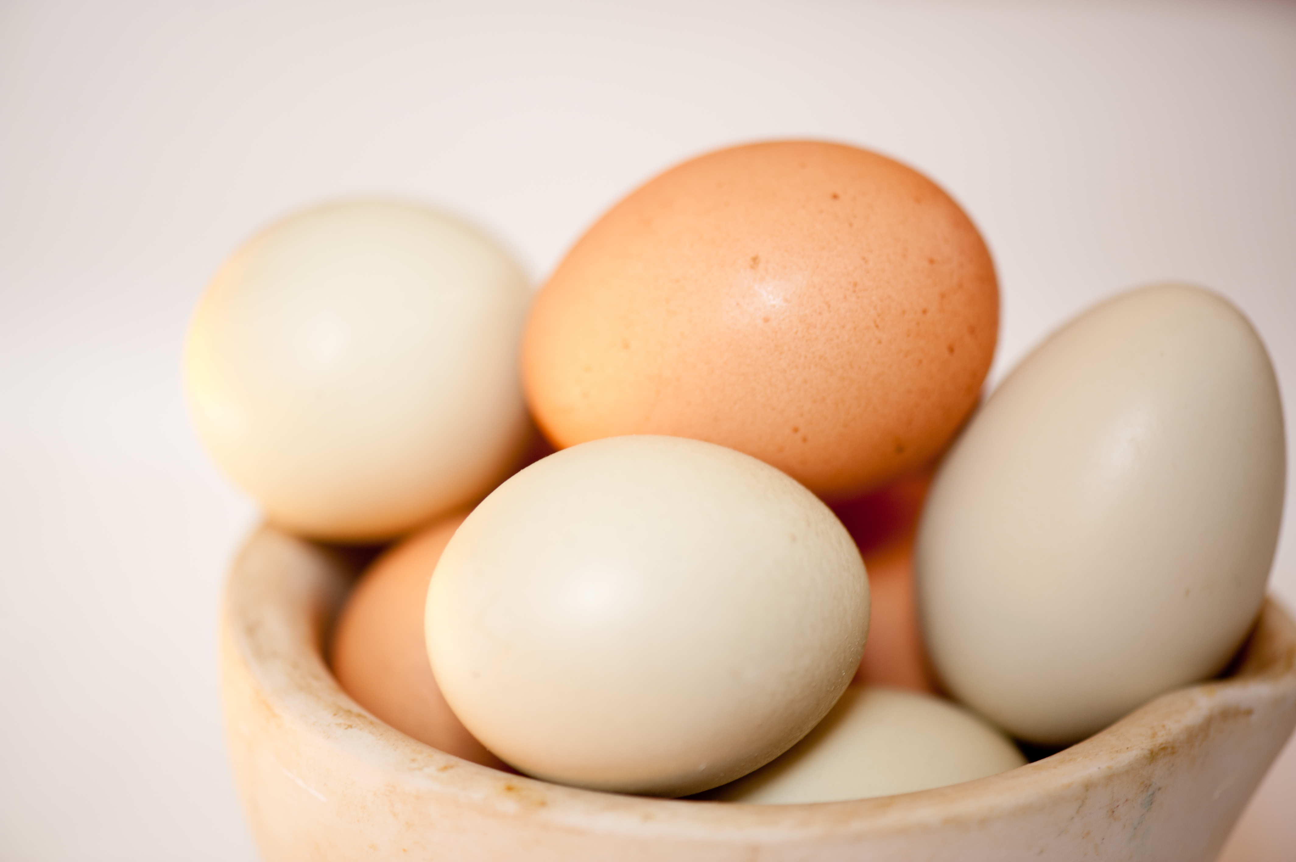 Small Farm "Egg-onomics" | Woven Meadows Farm - Egg Incubator User Manual Pdf Free Download