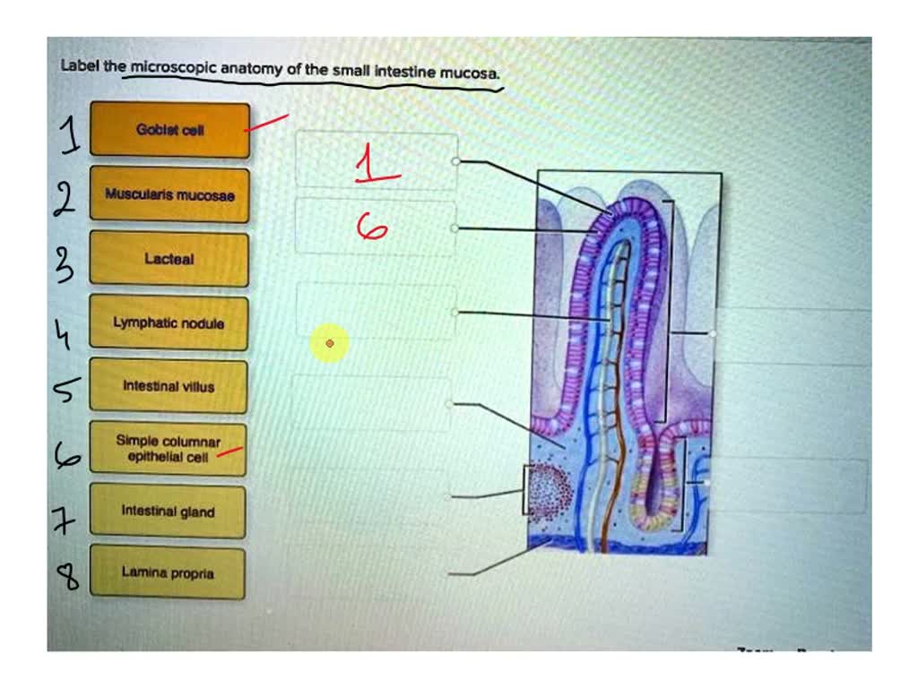 SOLVED: Correctly label the following tissues of the digestive tract - Correctly Label The Following Tissues Of The Digestive Tract.