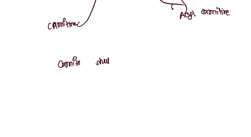 Fatty Acid Oxidation Occurs In The Mitochondrial Matrix