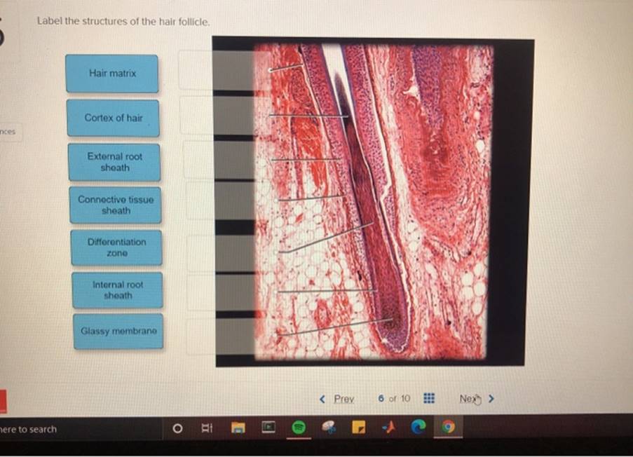 Label The Structures Of The Hair Follicle