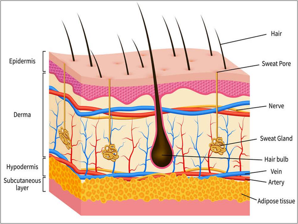 Some curiosities about the skin - Periérgeia - Skin Tag Removal Kit Rubber Bands
