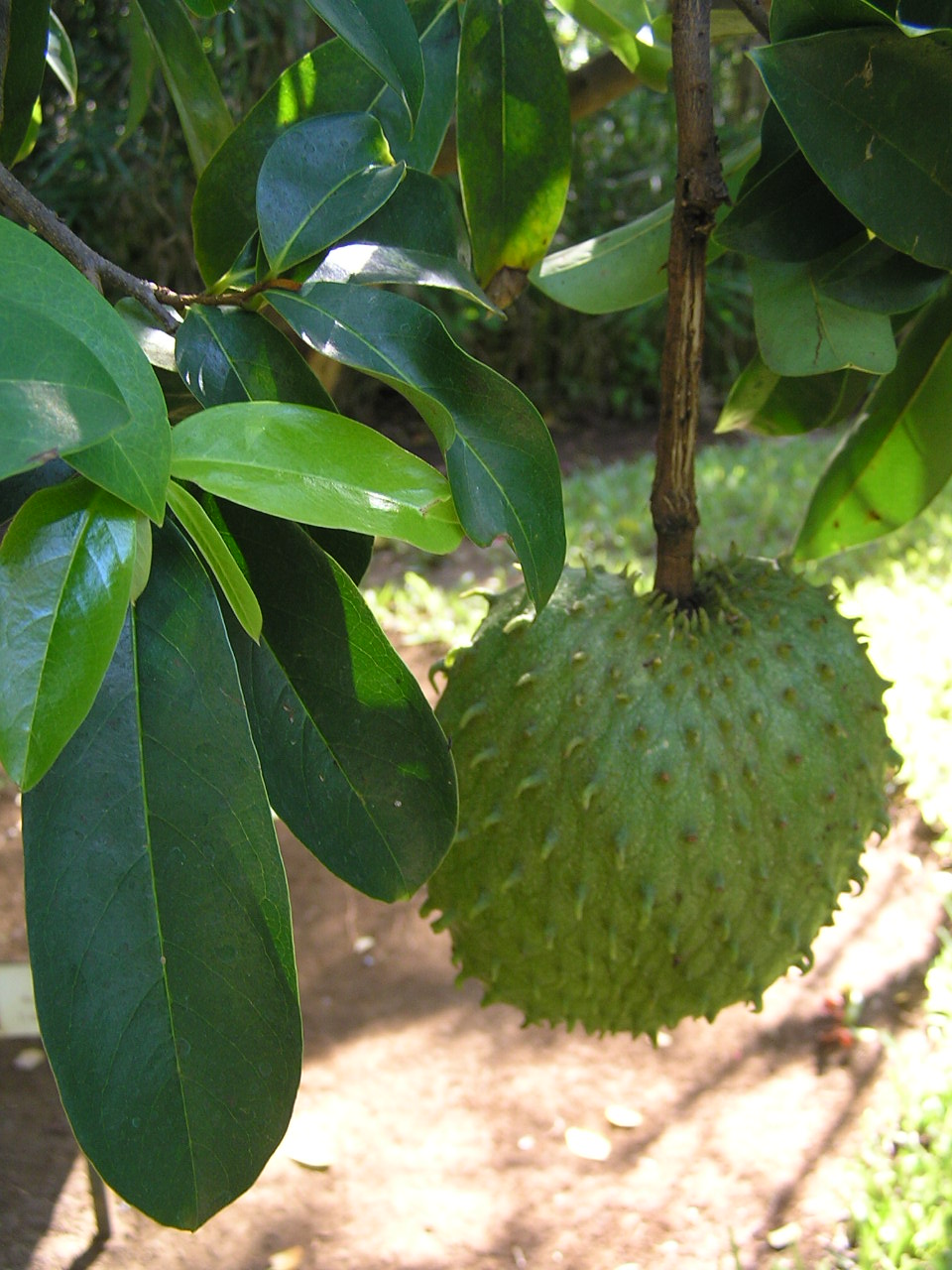 Soursop - Wikipedia - Can Soursop Help You Lose Weight