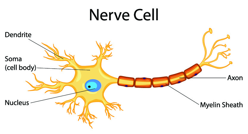 Nerve Control 911 Para Que Sirve