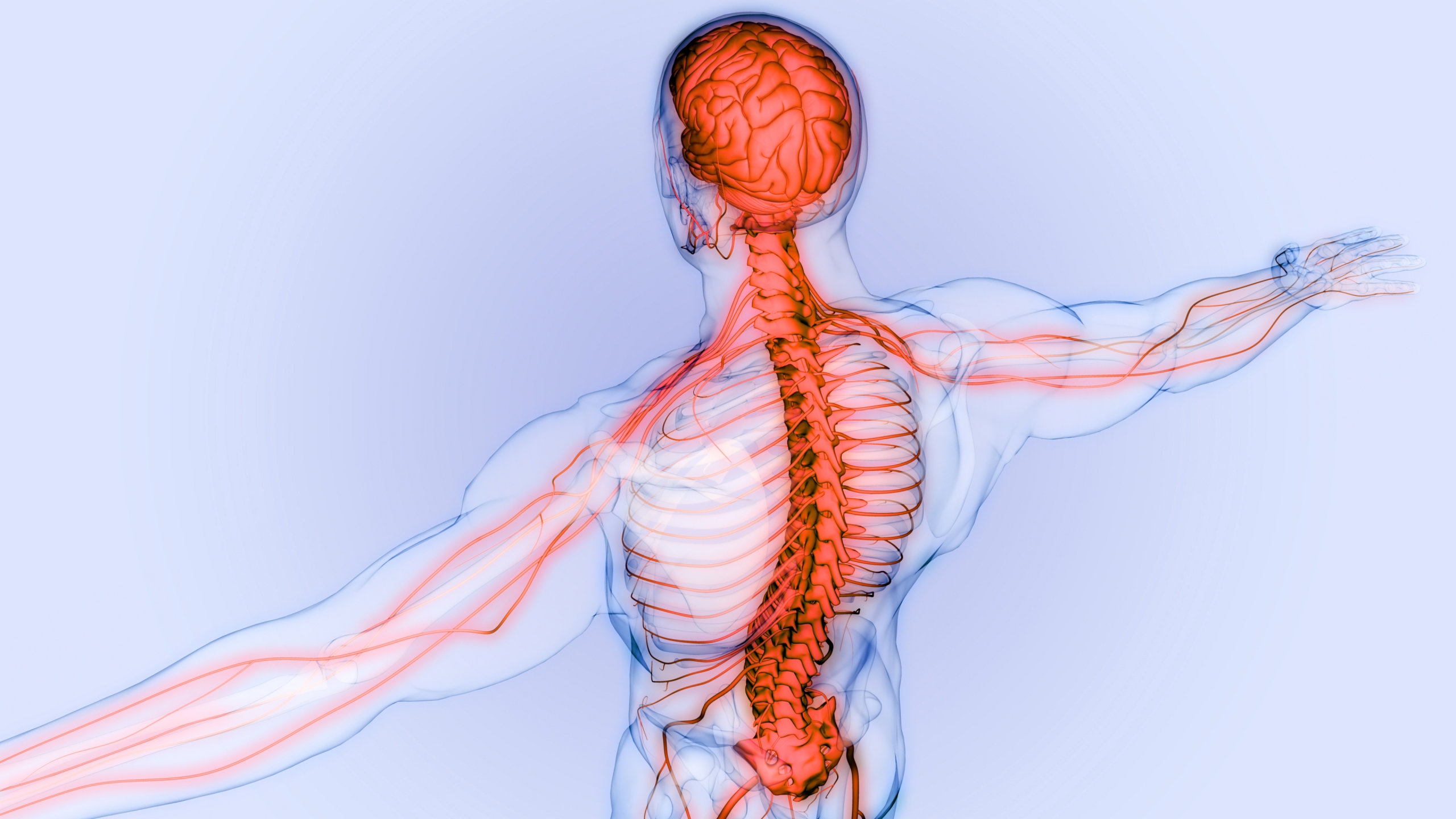 Spinal Nerves – What They Are and What They Do - Total Community Care - Nerve Control 911 Para Que Sirve