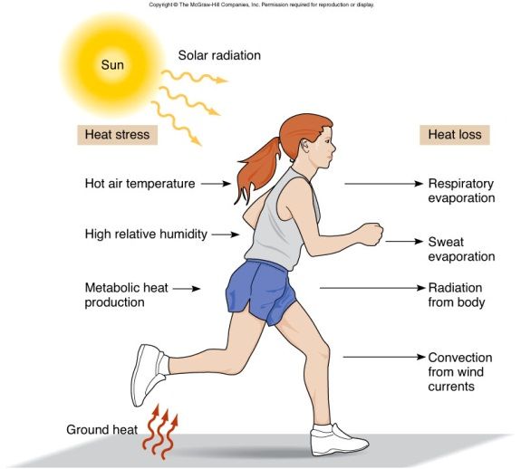 During Outdoor Physical Activity The Body Maintains Its Temperature By