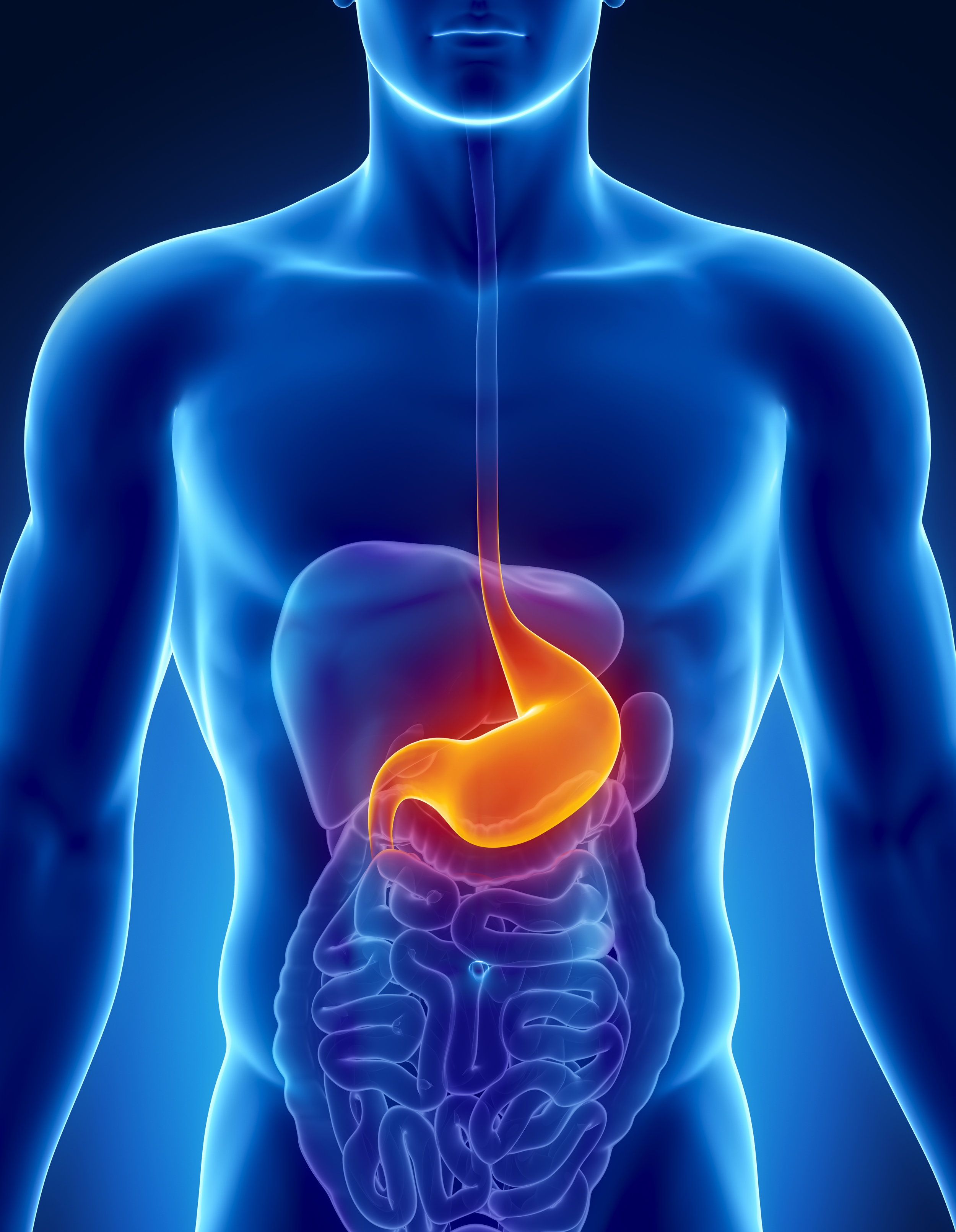 Stomach — High Plains Surgical Associates - Stomach Lymphatic Drainage Massage Near Me