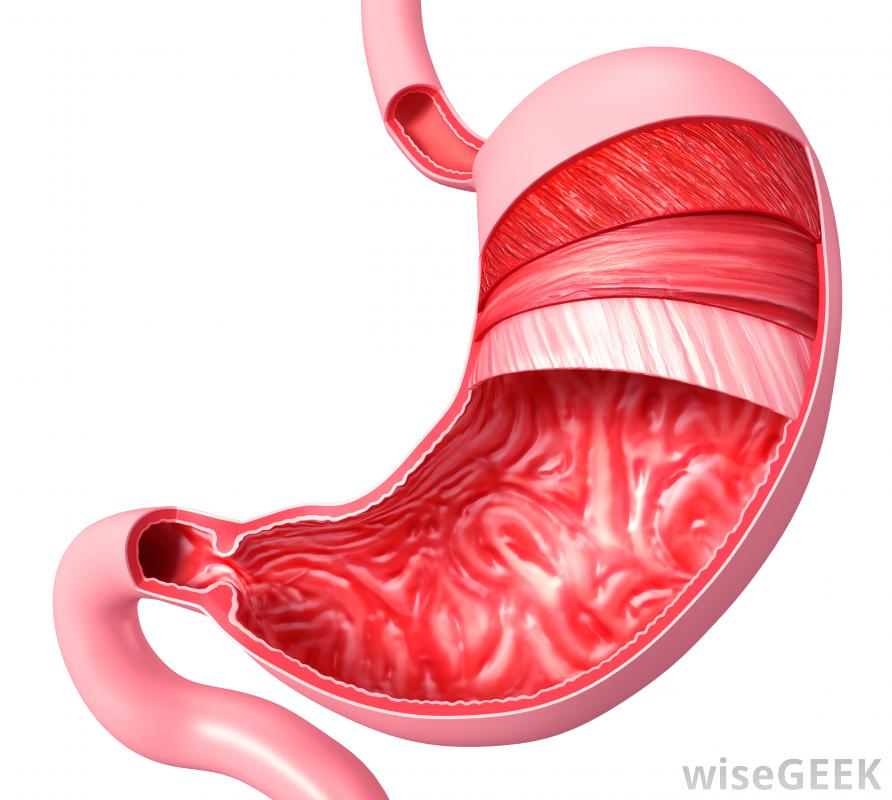 Stomach - Human Digestive System - Stomach Lymphatic Drainage Massage Near Me