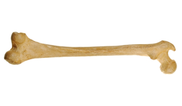 Structure and functions of bones - Online Science Notes - Bone Marrow Transplant And Sickle Cell Disease