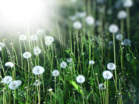 Sublingual Immunotherapy - Calgary Naturopathic Doctor - How Much Does Sublingual Immunotherapy Cost