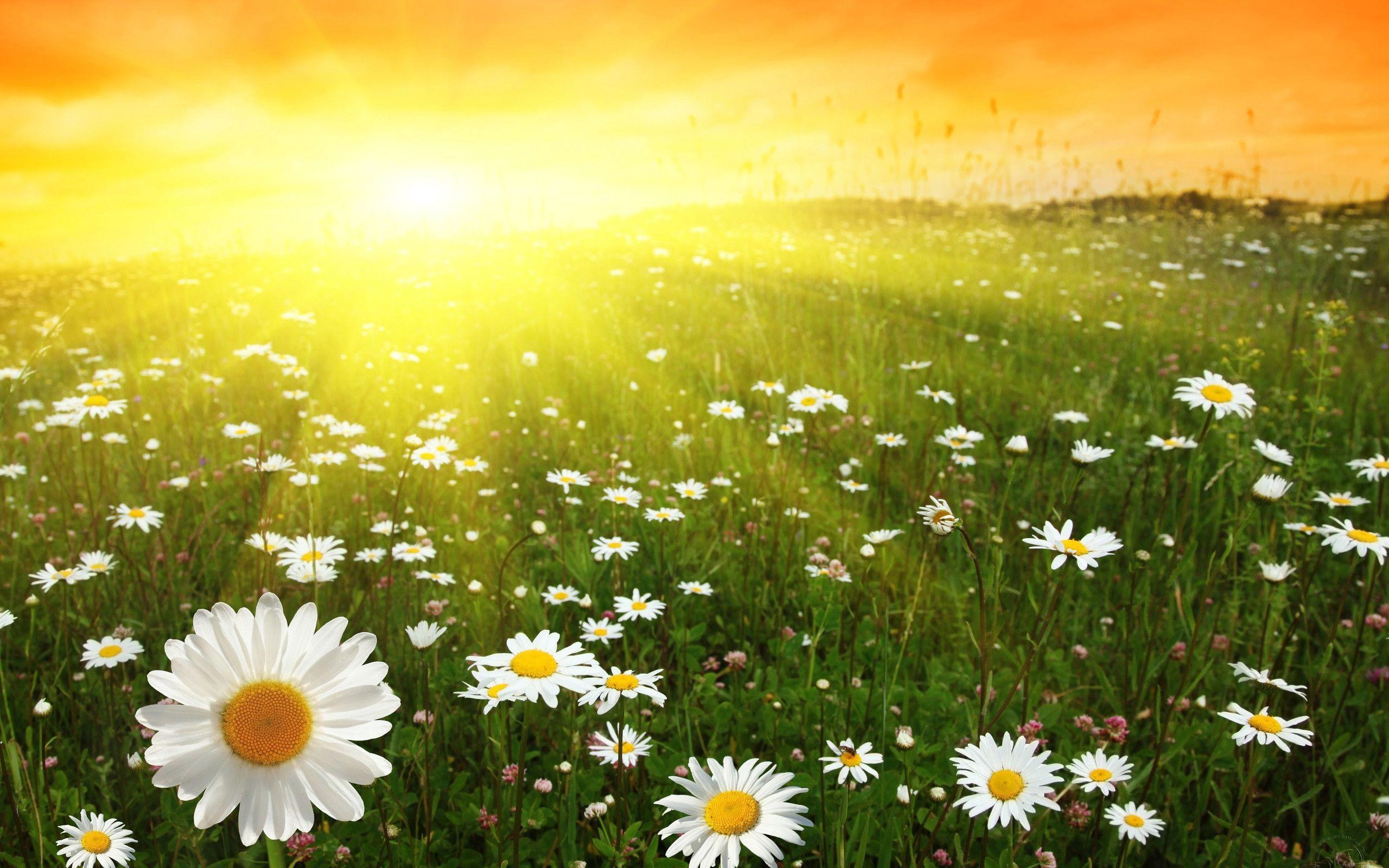 Sunny Day Wallpapers - Wallpaper Cave - Sunny Hills Assisted Living Facility Homestead