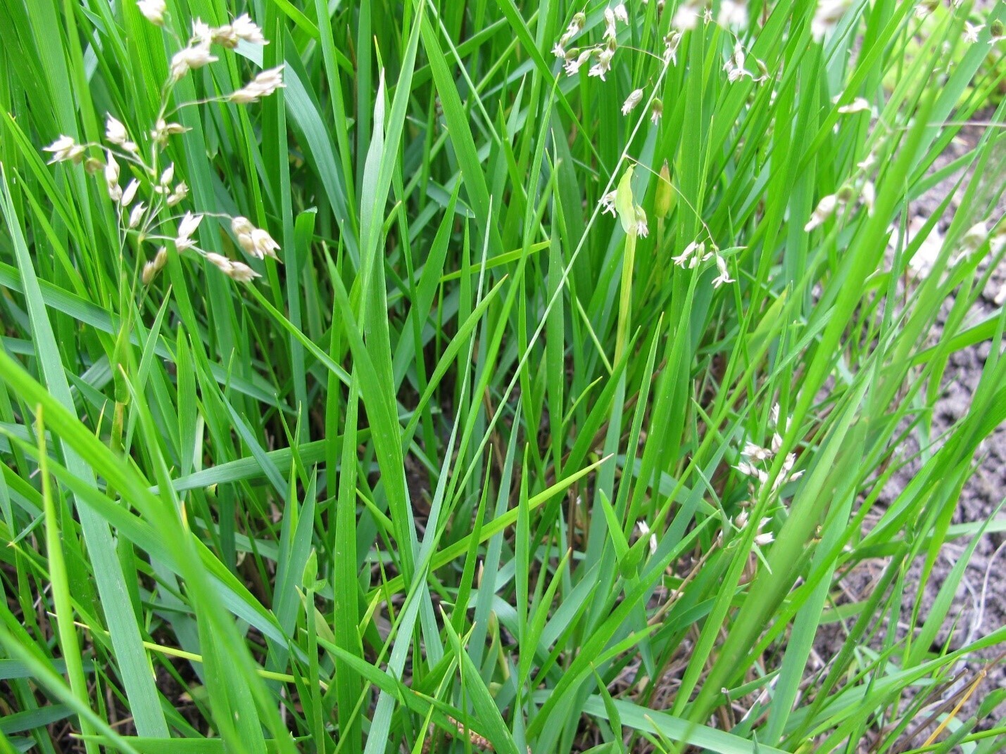 Sweet Grass (Hierochloe Odorata) - Sweetgrass Pediatrics North Charleston South Carolina