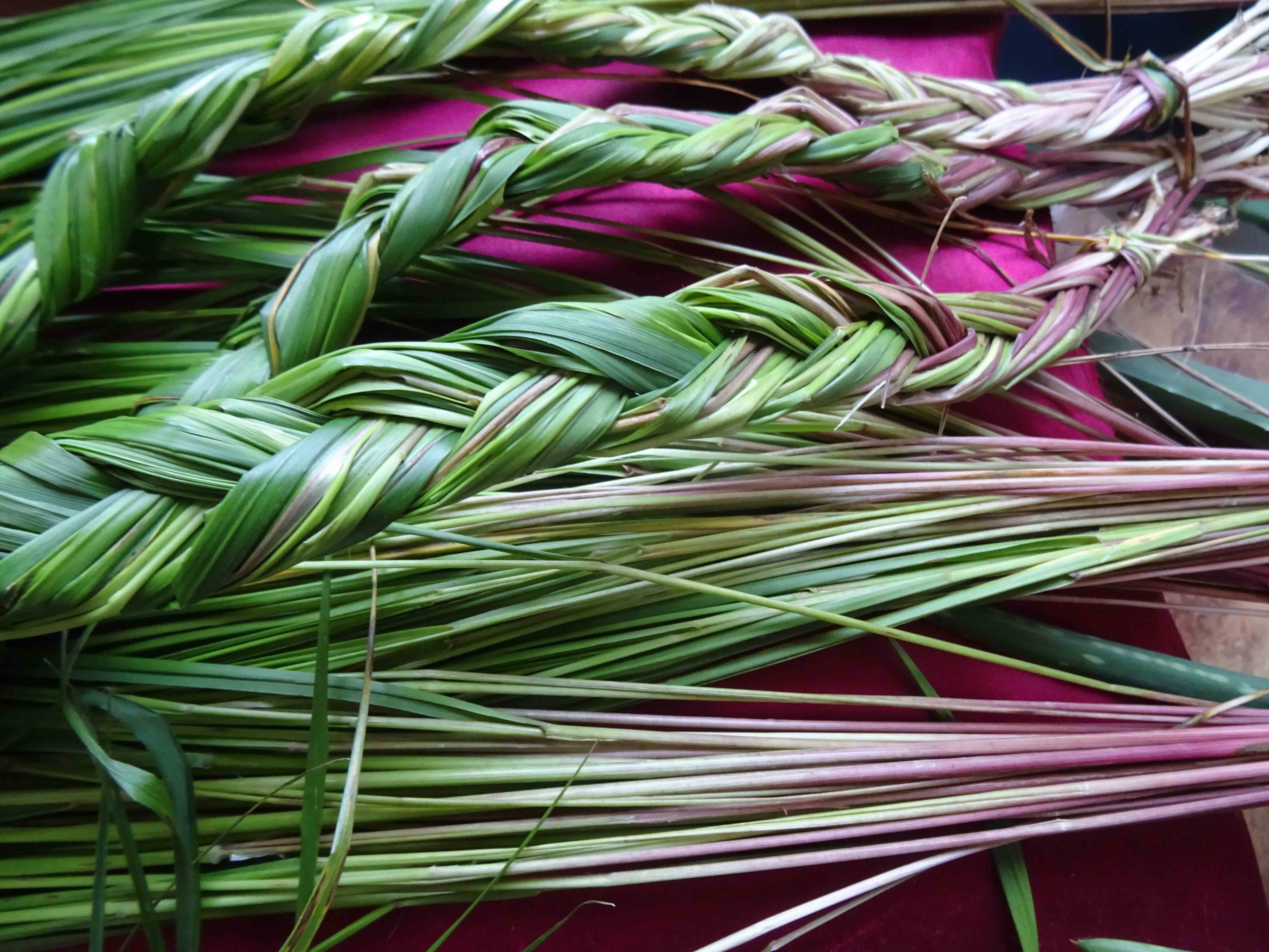 Sweetgrass | The Canadian Encyclopedia - Sweetgrass Pediatrics North Charleston South Carolina