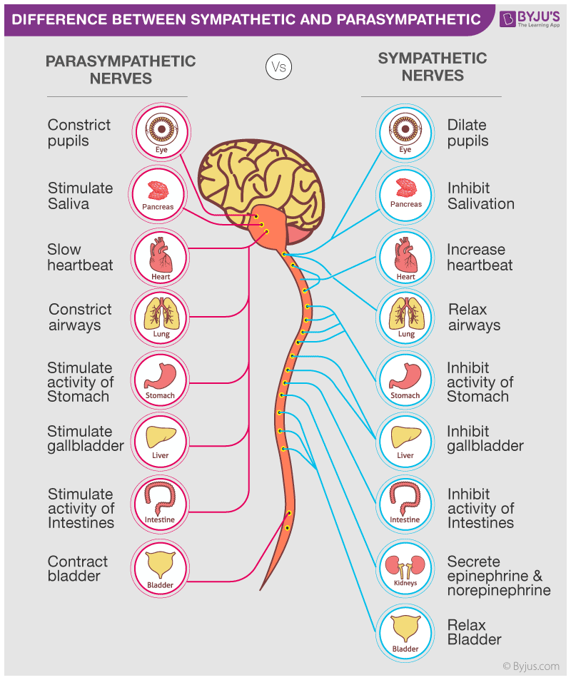 Sympathetic Nervous System - Sympathetic Nervous System And Blood Pressure