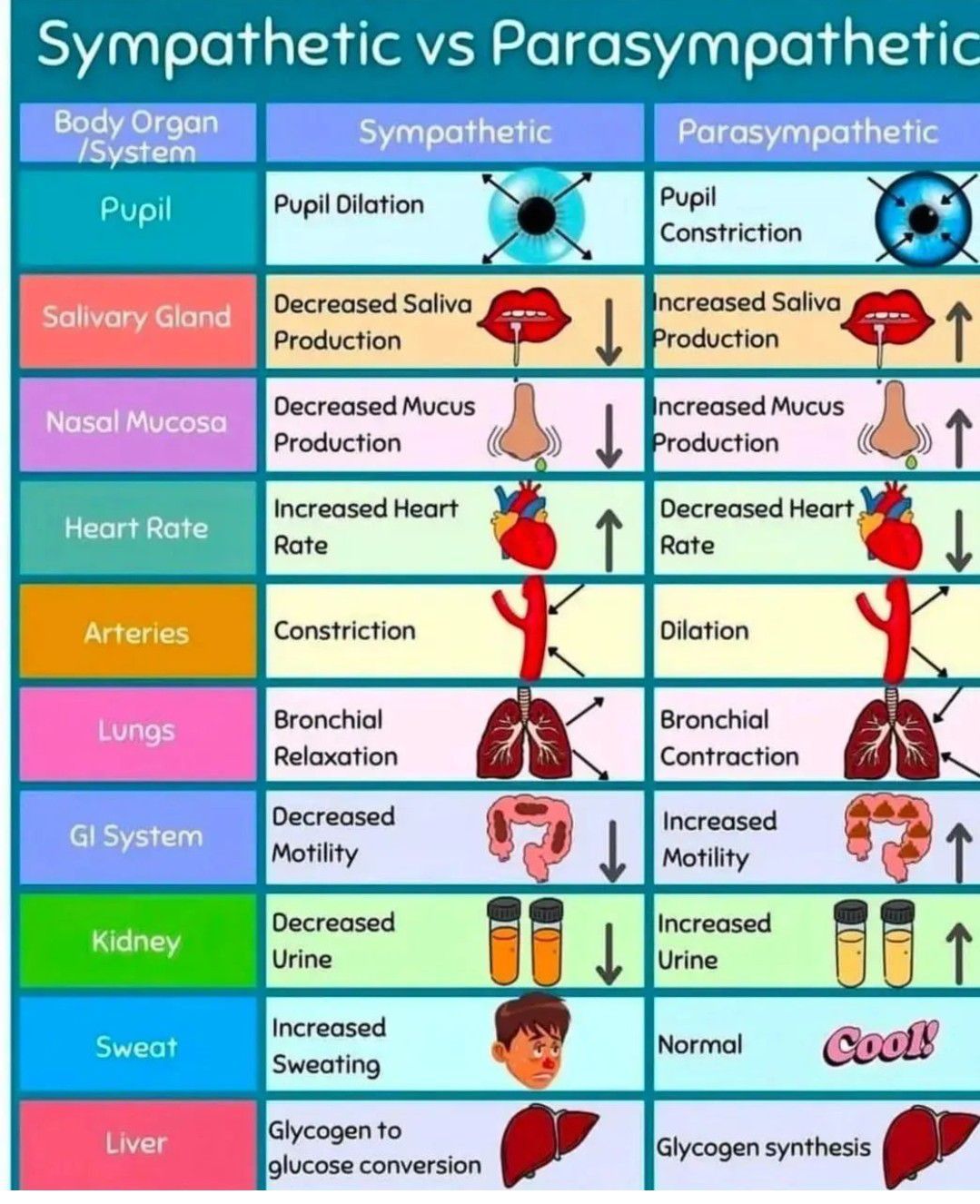 Sympathetic Nervous System And Blood Pressure