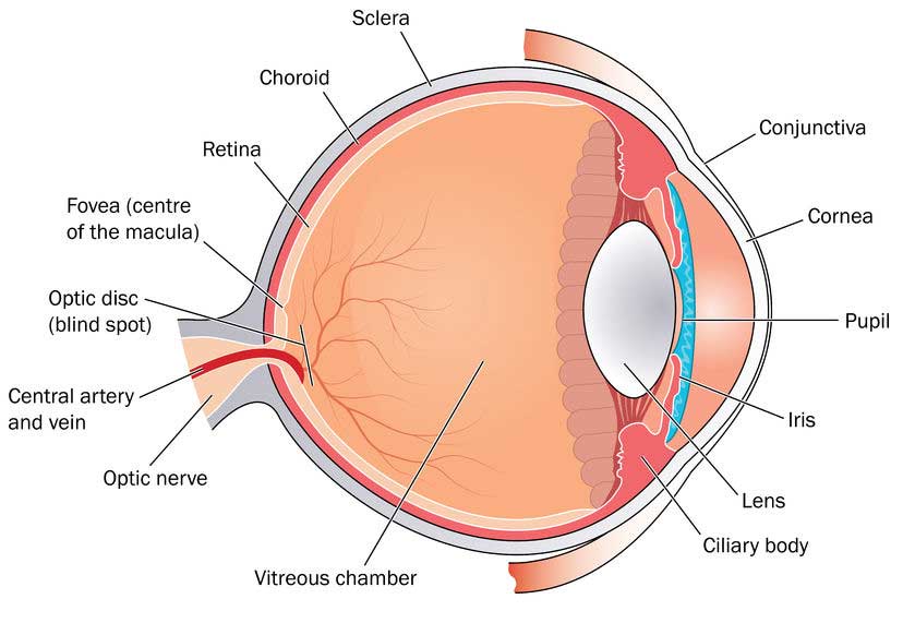 Symptoms - Capital Region Retina - Area Of Retina Specialized For Detailed Vision