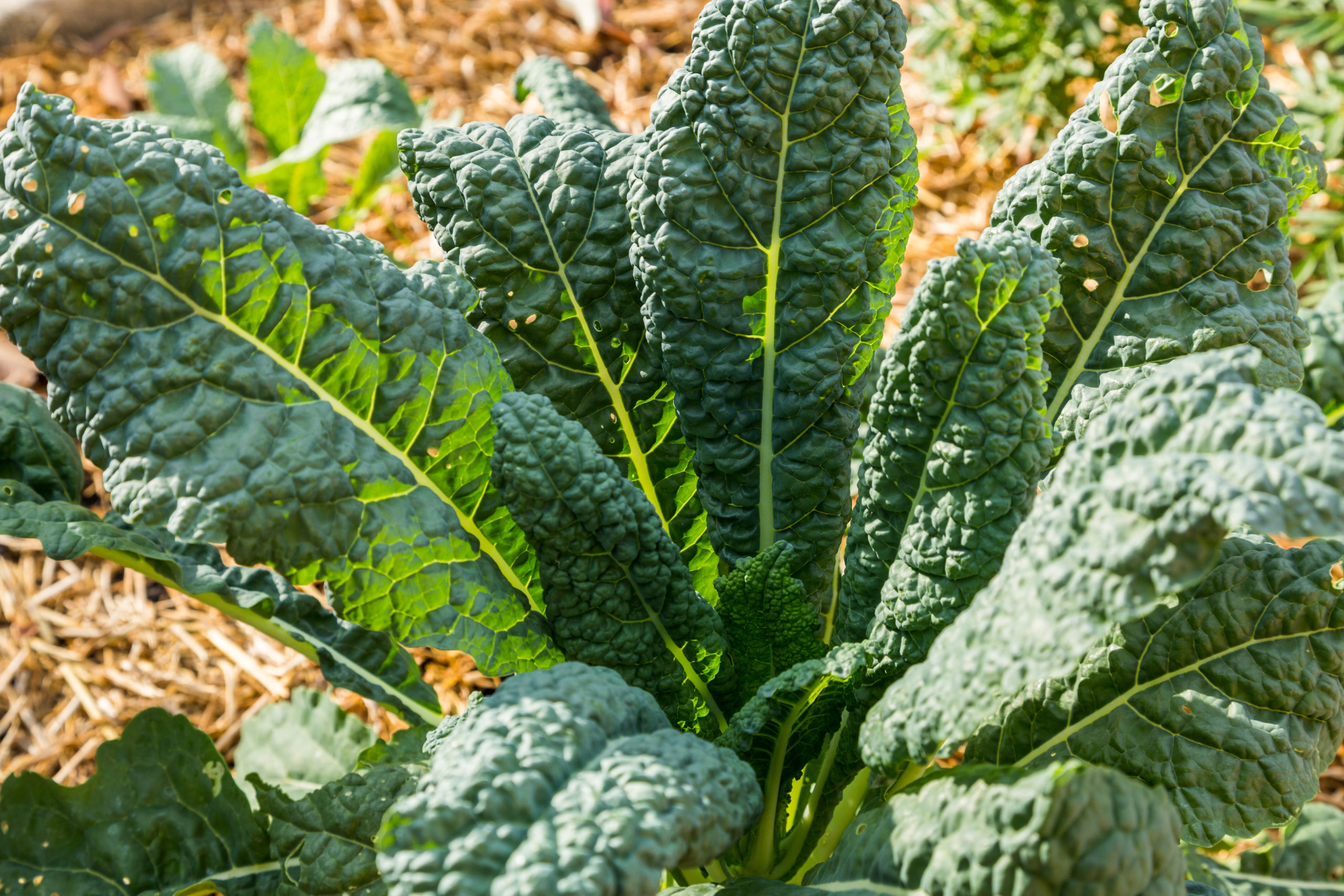 Tall Kale Plant - Kale Green Tea Spinach Age Prevention Cleanser
