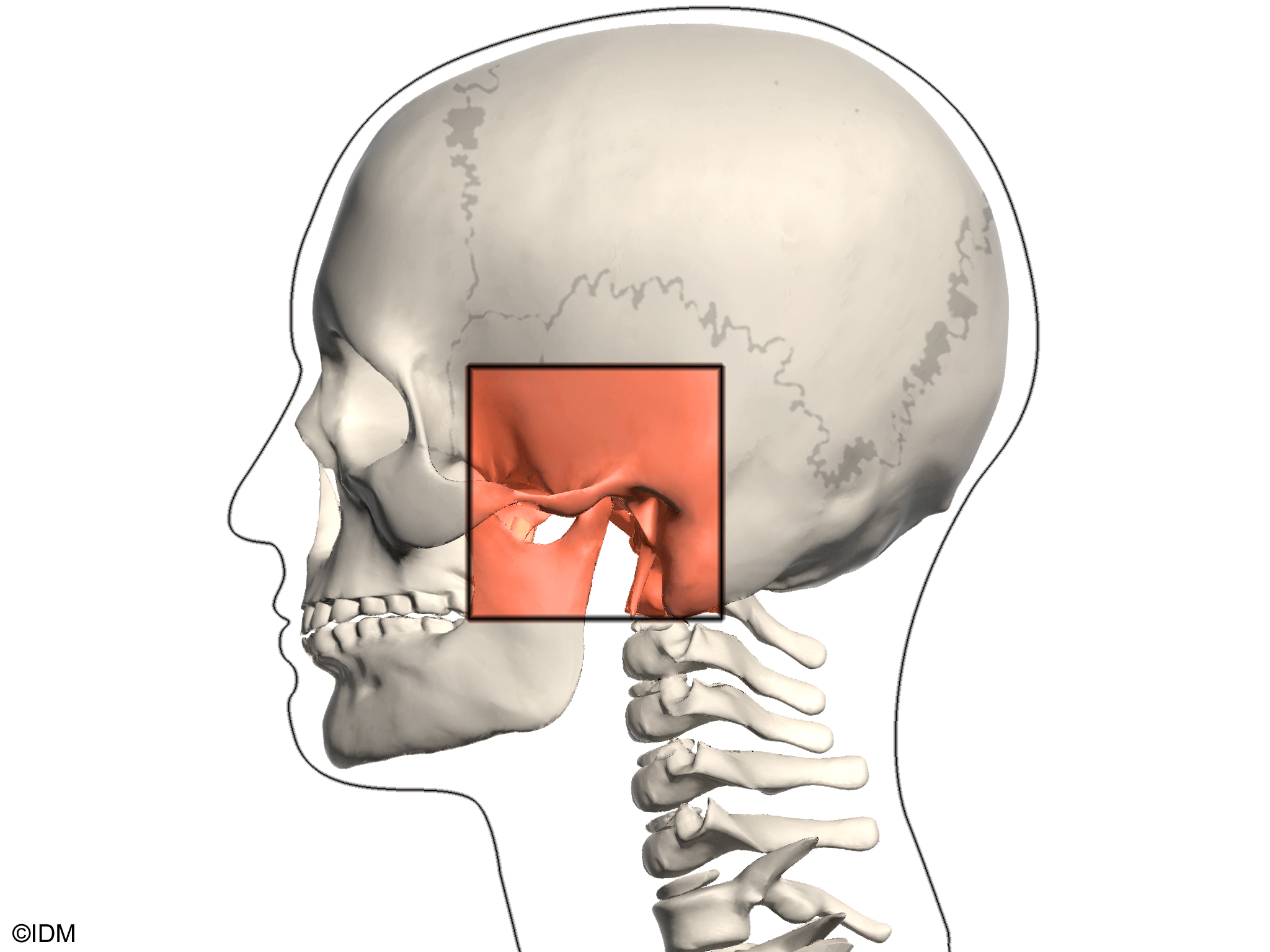 Temporomandibular Joint Anatomy - Does Tmj Surgery Change Your Face