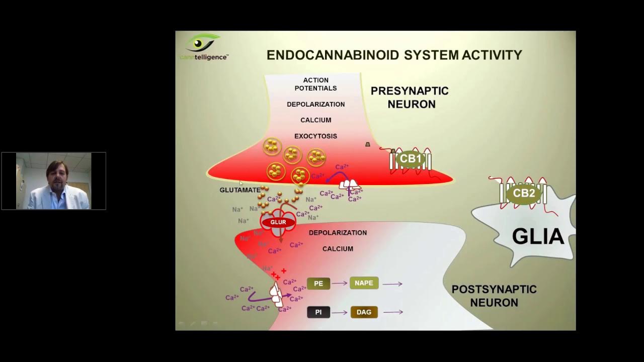 Terpenes and Testing Webinar - YouTube - Do Terpenes Show Up On Drug Test