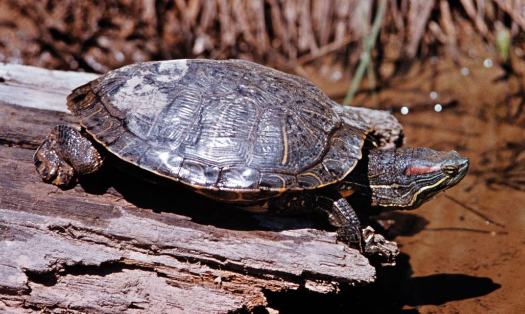 Terrapin Beer Company Shipping & Receiving