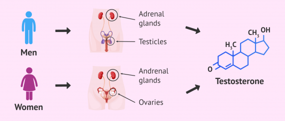 Testosterone And Deca Cycle For Beginners