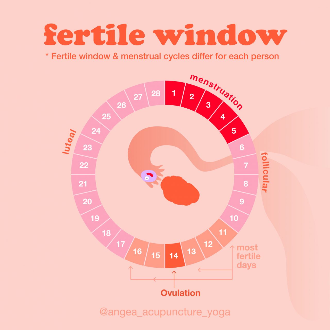The 4 Keys To Finding Your Fertility Window - Angea - Fertility Centers Of Illinois Warrenville Il