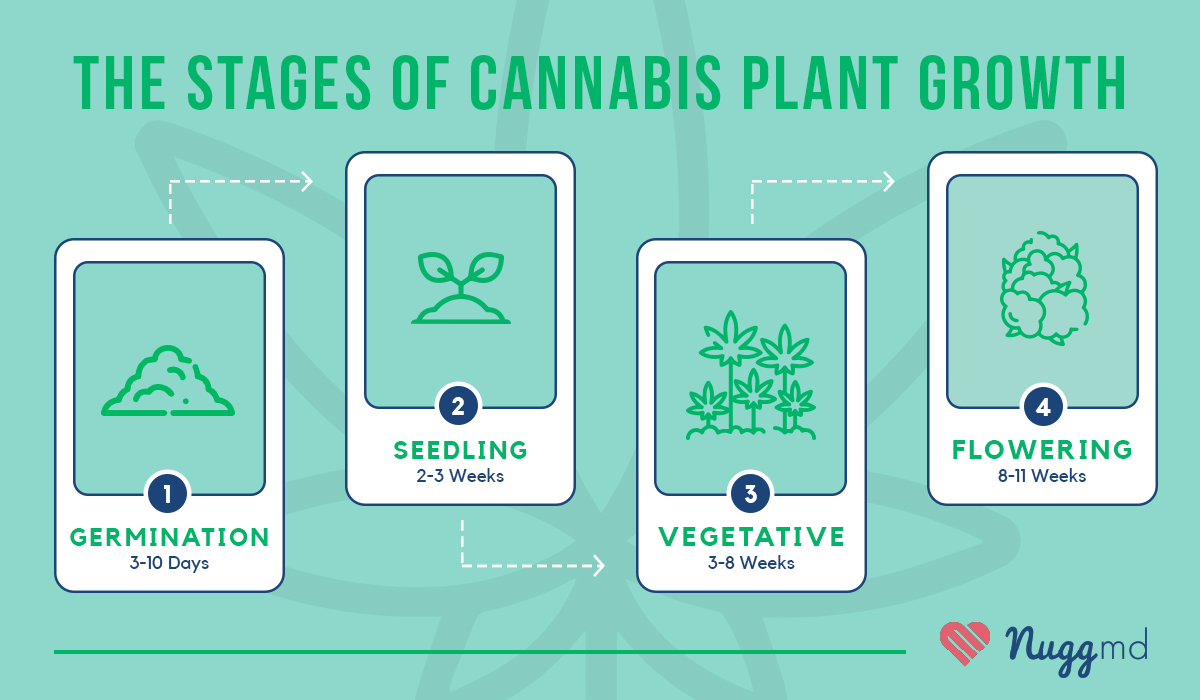 The 4 Stages of Growing Weed (from Germination to Harvest) | NuggMD - Does Weed Make You Stop Dreaming