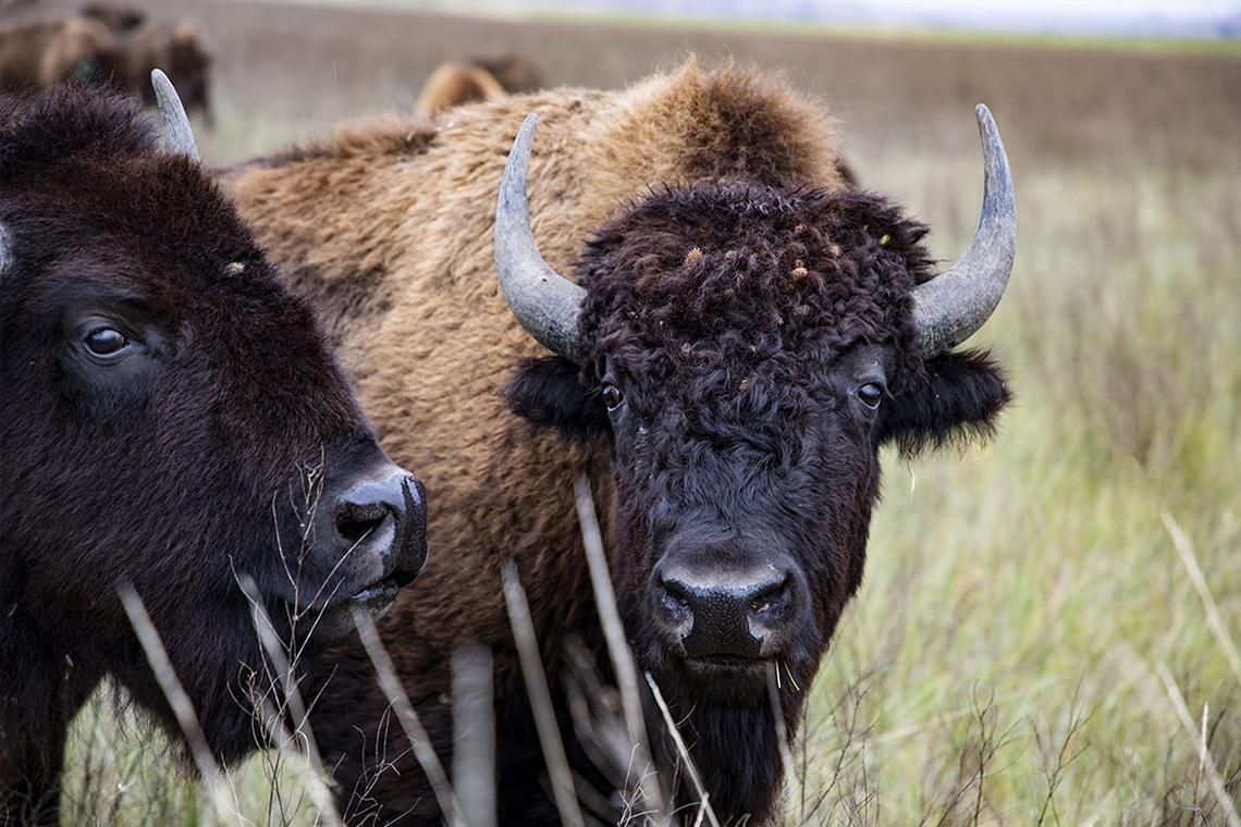 The American Buffalo - A Ken Burns Documentary | WTTW - Buffalo Run Park 1122 Buffalo Run Missouri City Tx 77489