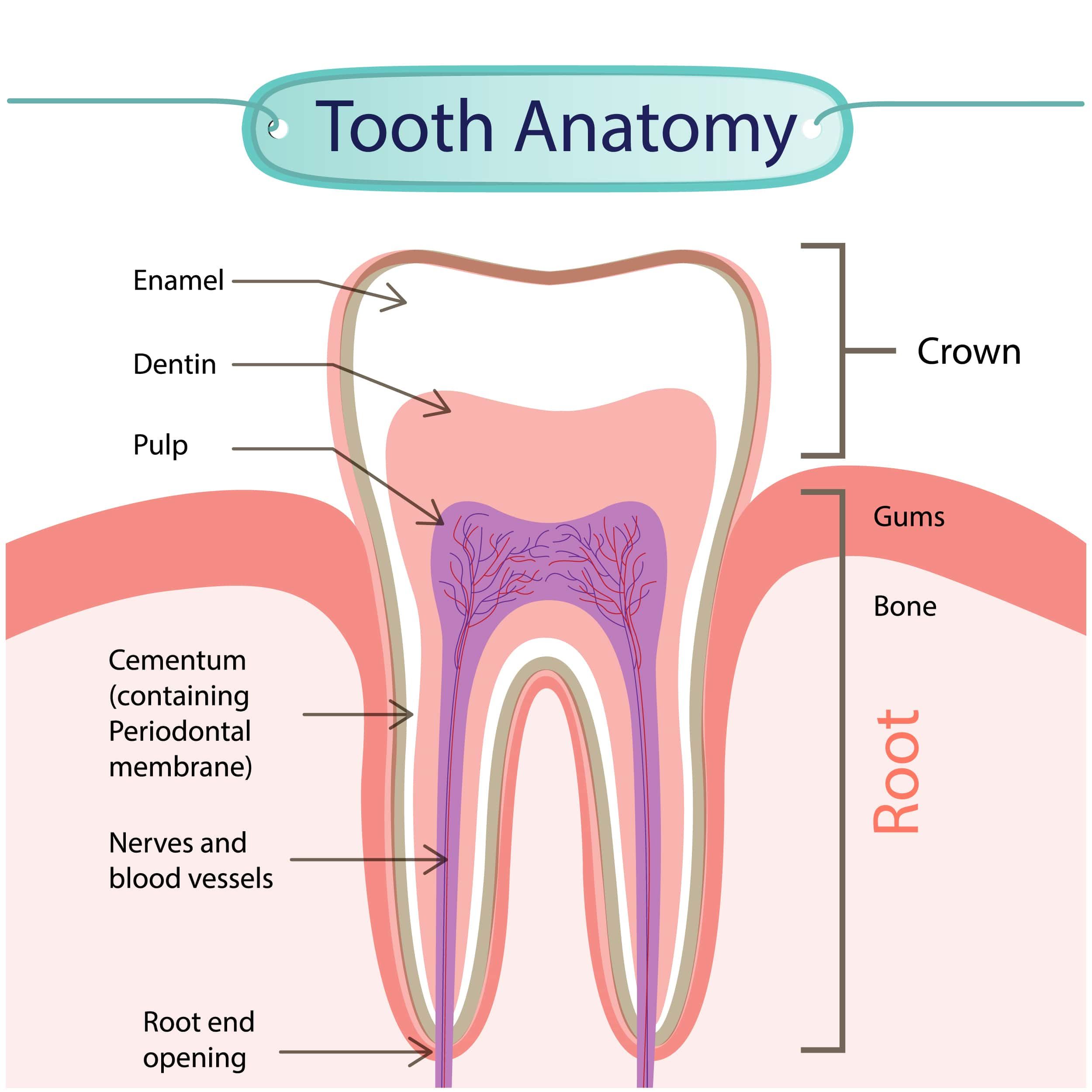 The Anatomy of Your Teeth - Teeth Whitening Business Start Up Package