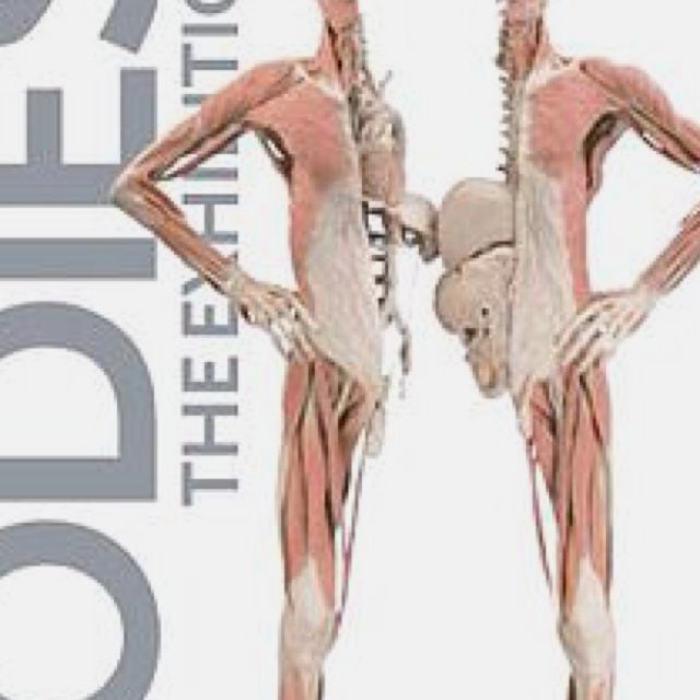 The Bodies Exhibit, saw it in Vegas and again in VA. It was amazing - Why Did The Bodies Exhibit In Atlanta Close Today