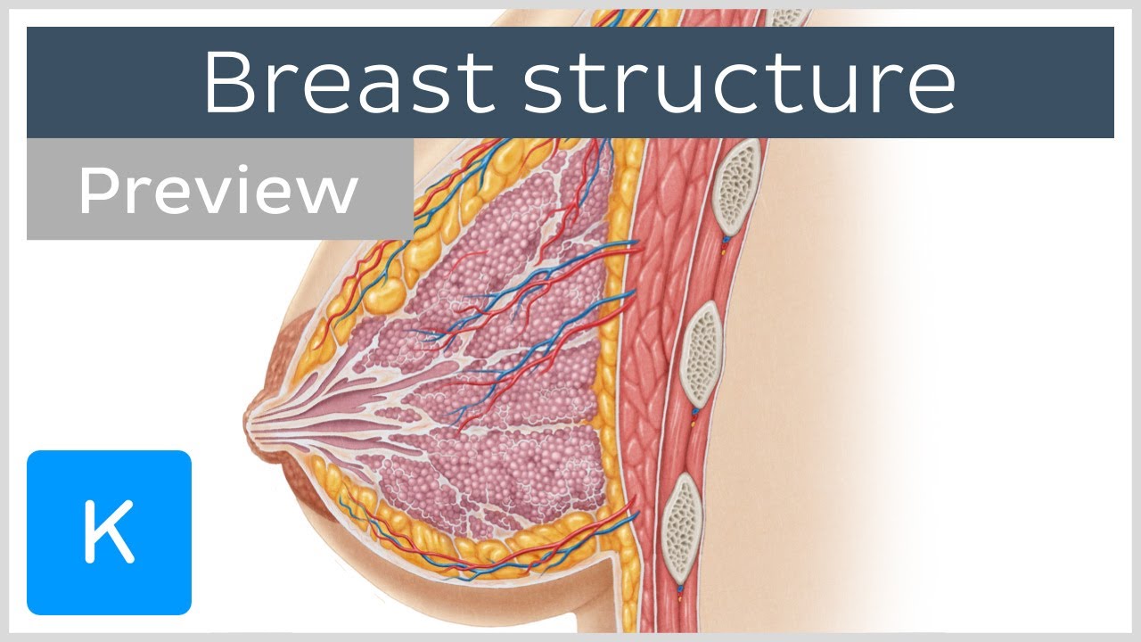 The Breast Anatomy at Conrad Williams blog - Breast Cancer Awareness Images Free Download