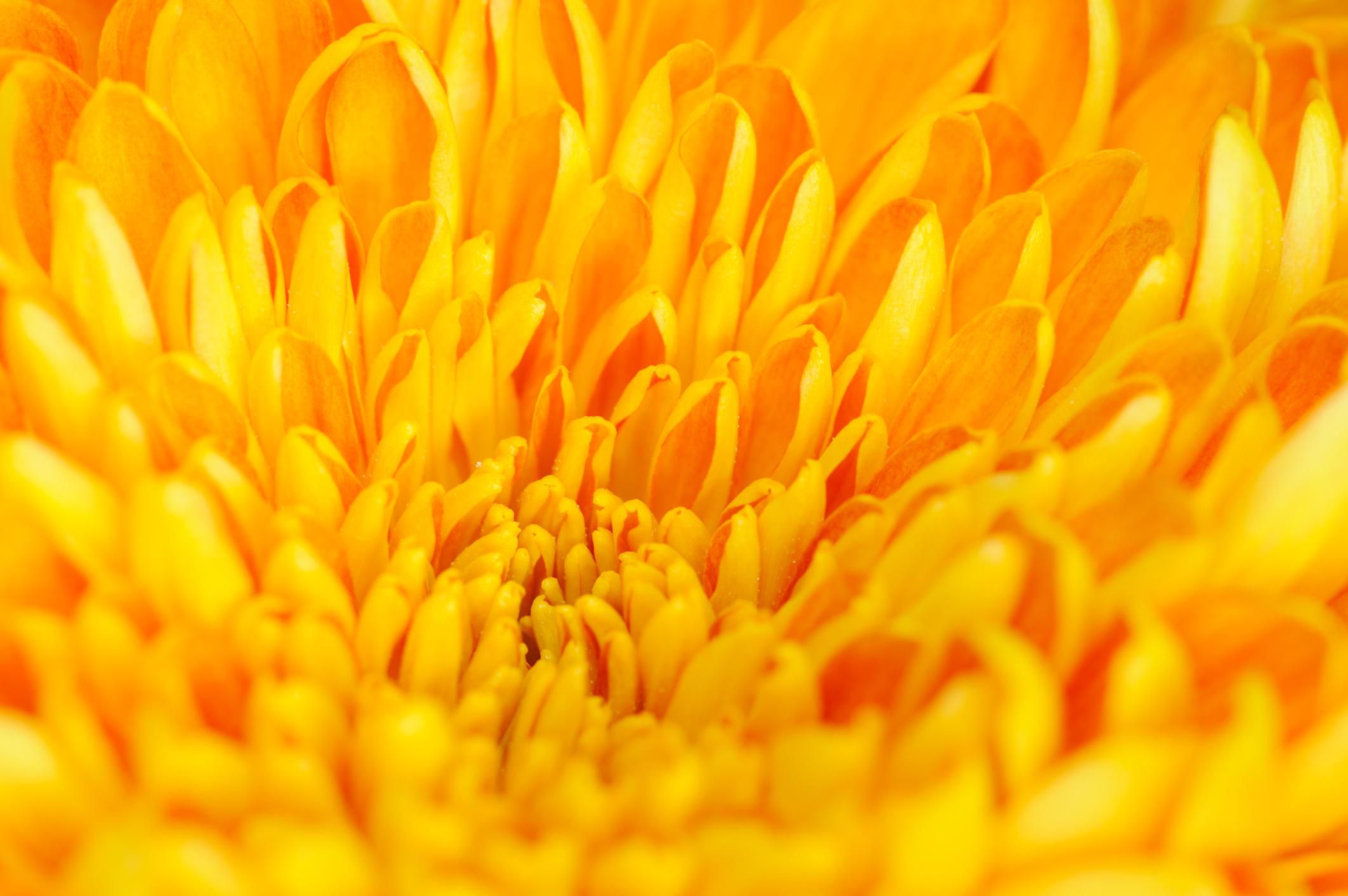 The Color Psychology of Yellow - Do Yellow Finches Change Color In The Winter