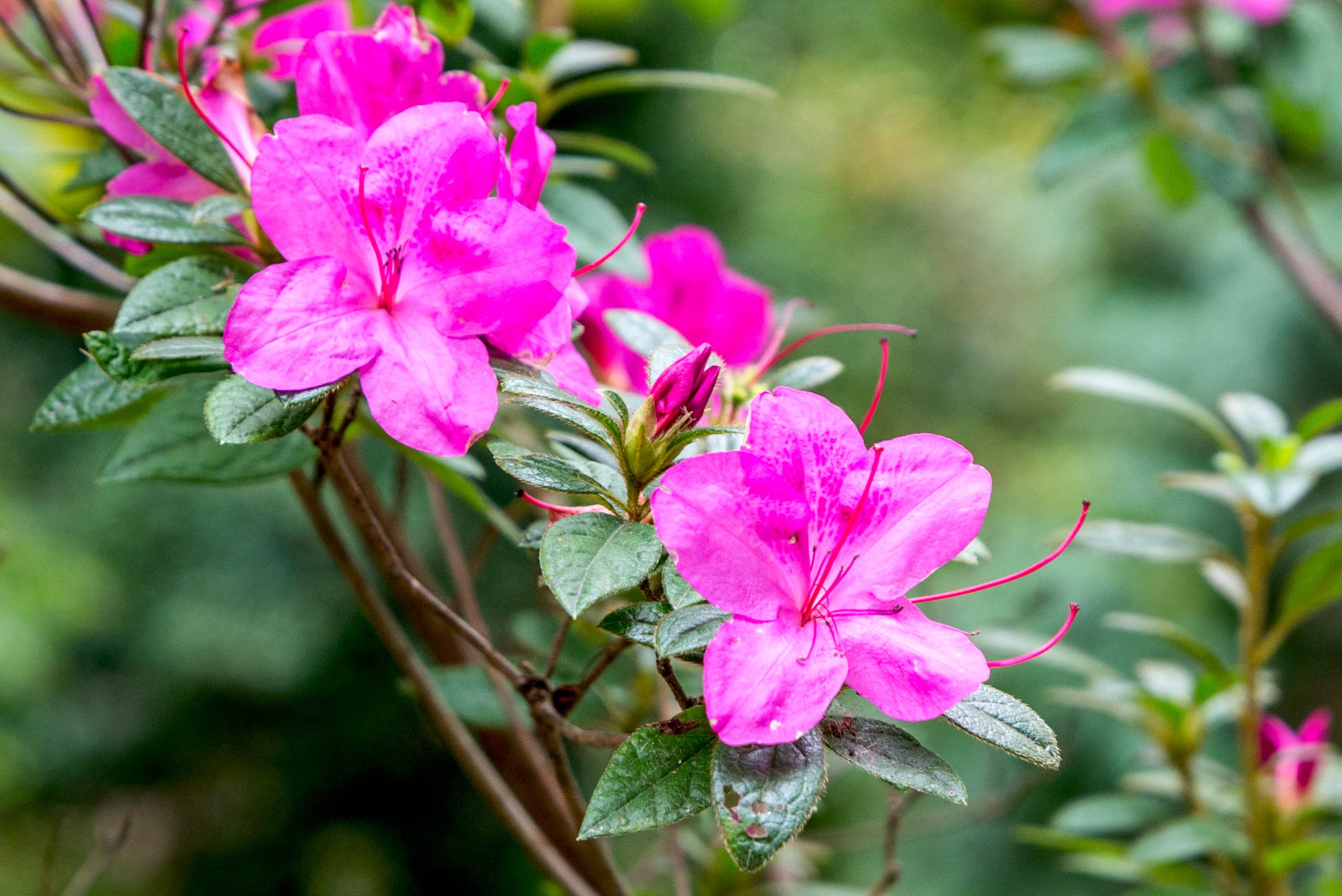 Azalea Park - A Provincial Senior Living Community