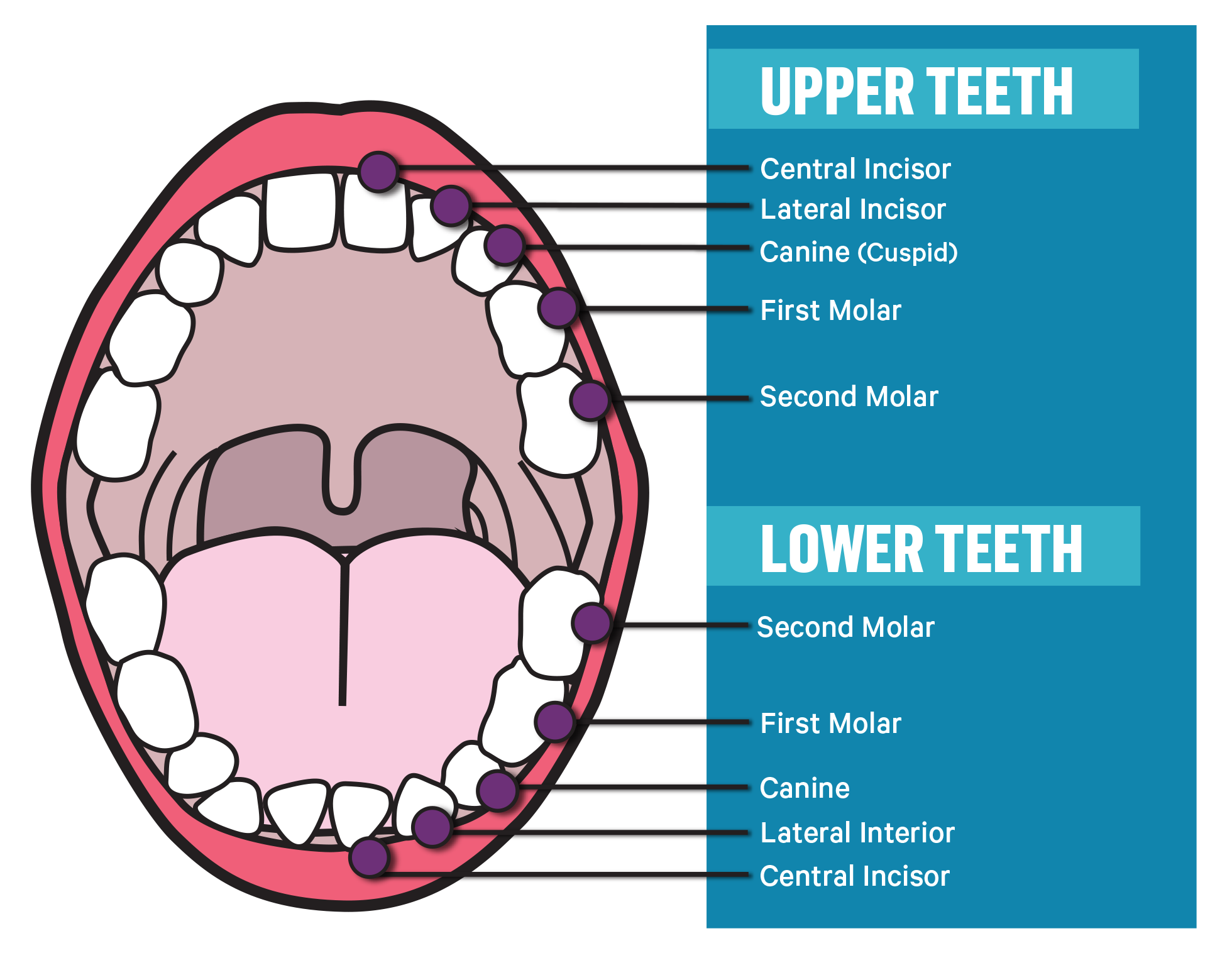 Teeth Whitening Business Start Up Package