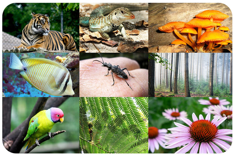 The Diversity of Life | Biology for Majors I - Organisms That Must Consume Food For Their Energy