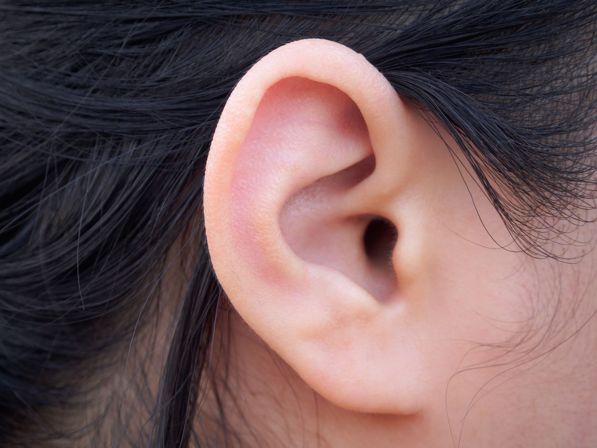 The Ear: Anatomy, Function, and Treatment - Ear Nose Throat Doctor Reno Nv