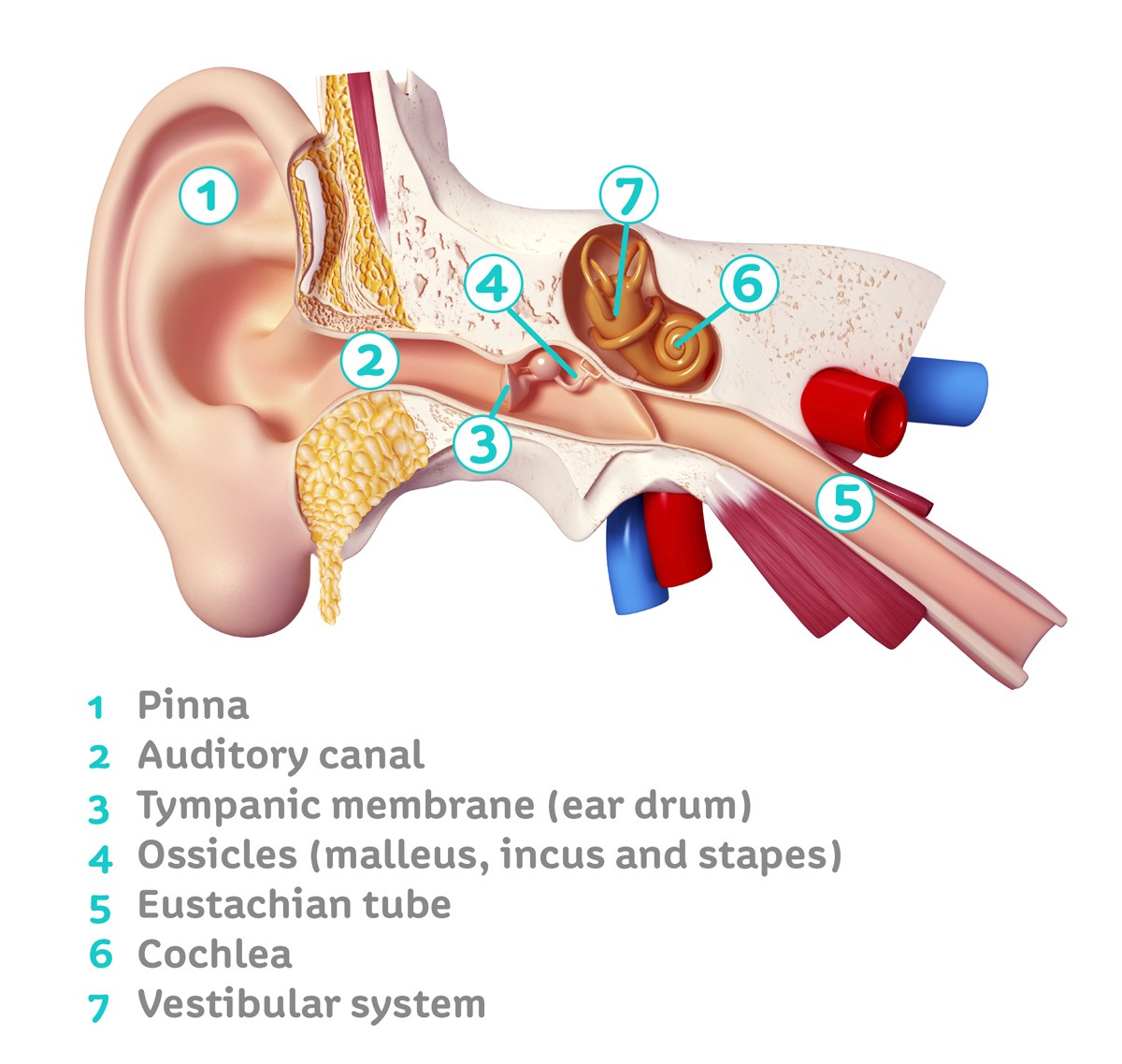 The Ear — Summerlin Audiology - Ear Nose And Throat Staten Island