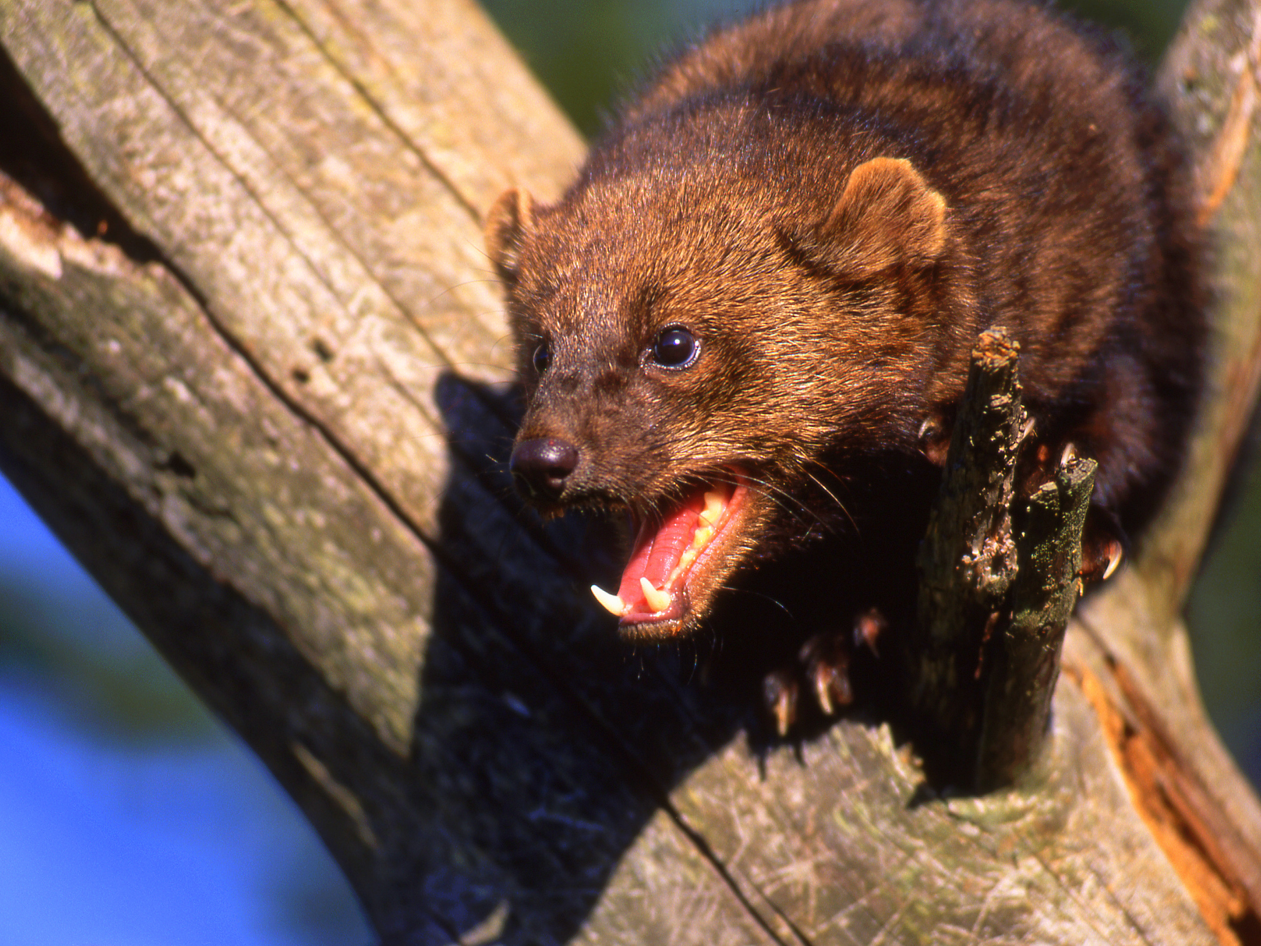 The Ever So Adaptable Fisher | Finger Lakes Land Trust - Fisher Price Little People Zoo Animal Friends