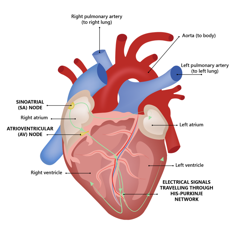 The human heart • Heart Research Institute - Heart Prefers Energy From Free Fatty Acids Or Glucose
