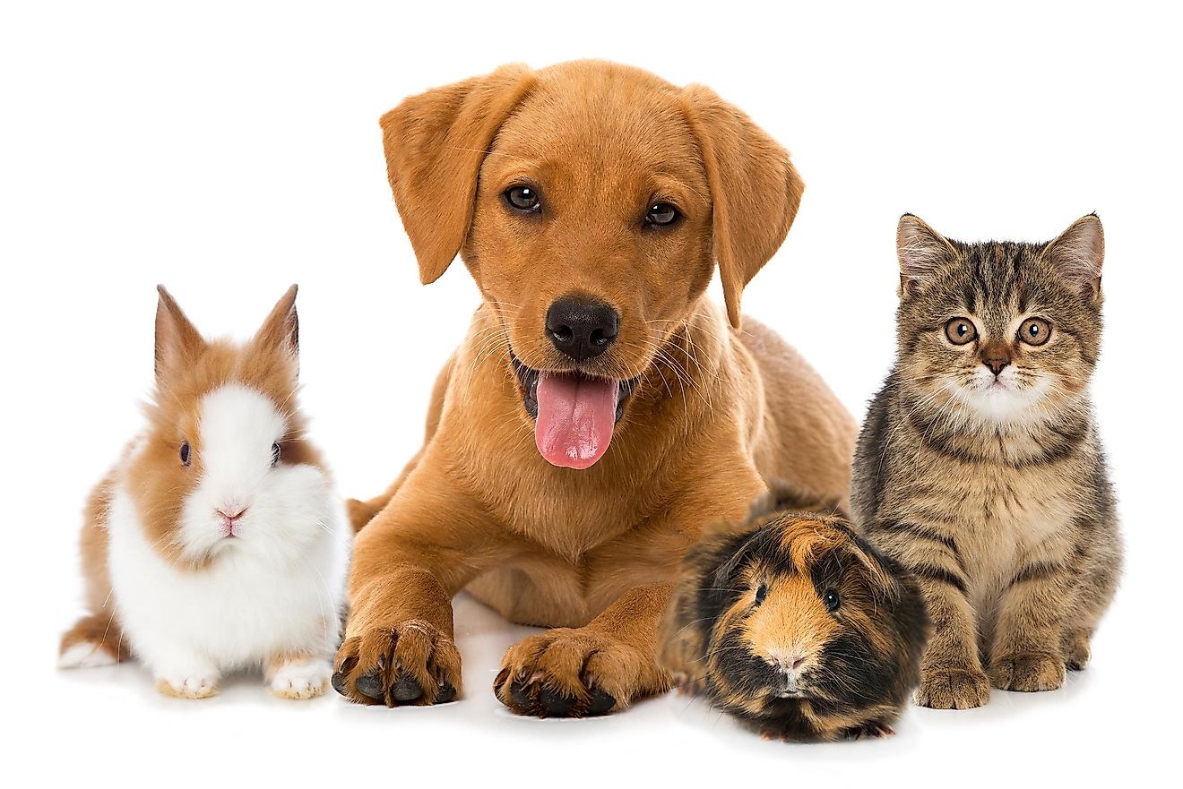 The Most Popular Types Of Pets In The European Union - WorldAtlas - Pet Zone Smart Scoop Automatic Litter Box