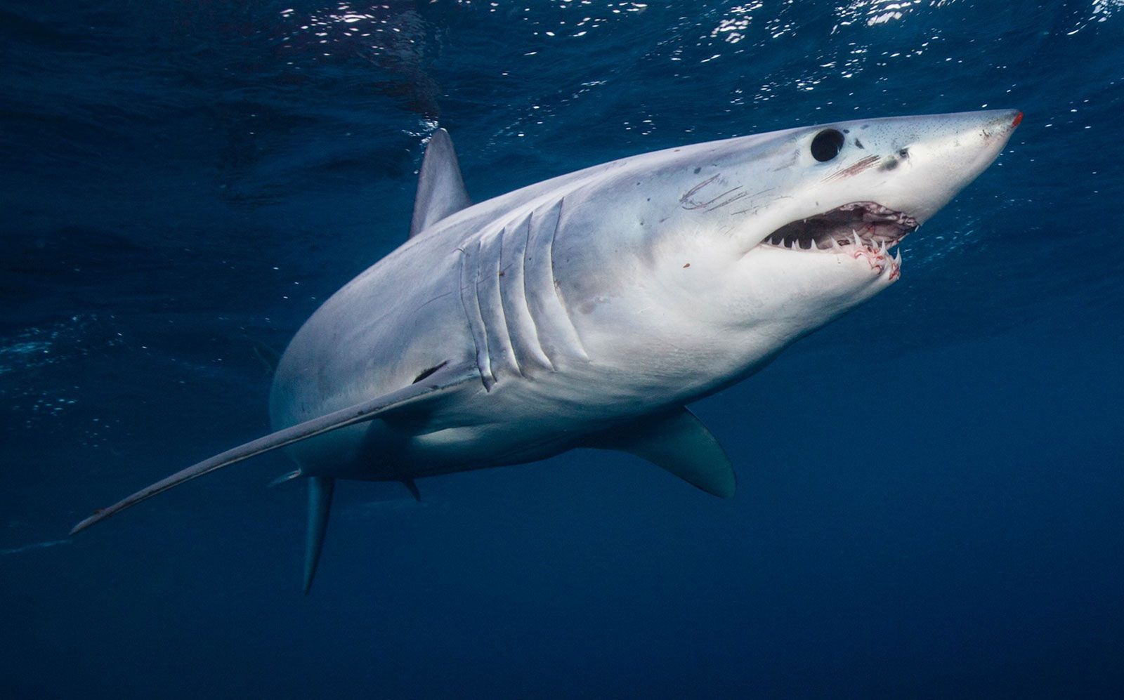 The physical appearance of sharks | Britannica - Mako Smart Robotics Total Knee Replacement