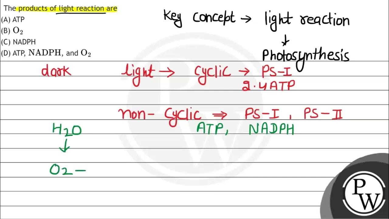 The products of light reaction are (A) ATP (B) \( \mathrm{O}_{2} \) (C - Describe How Atp Is Produced In The Light Reactions.