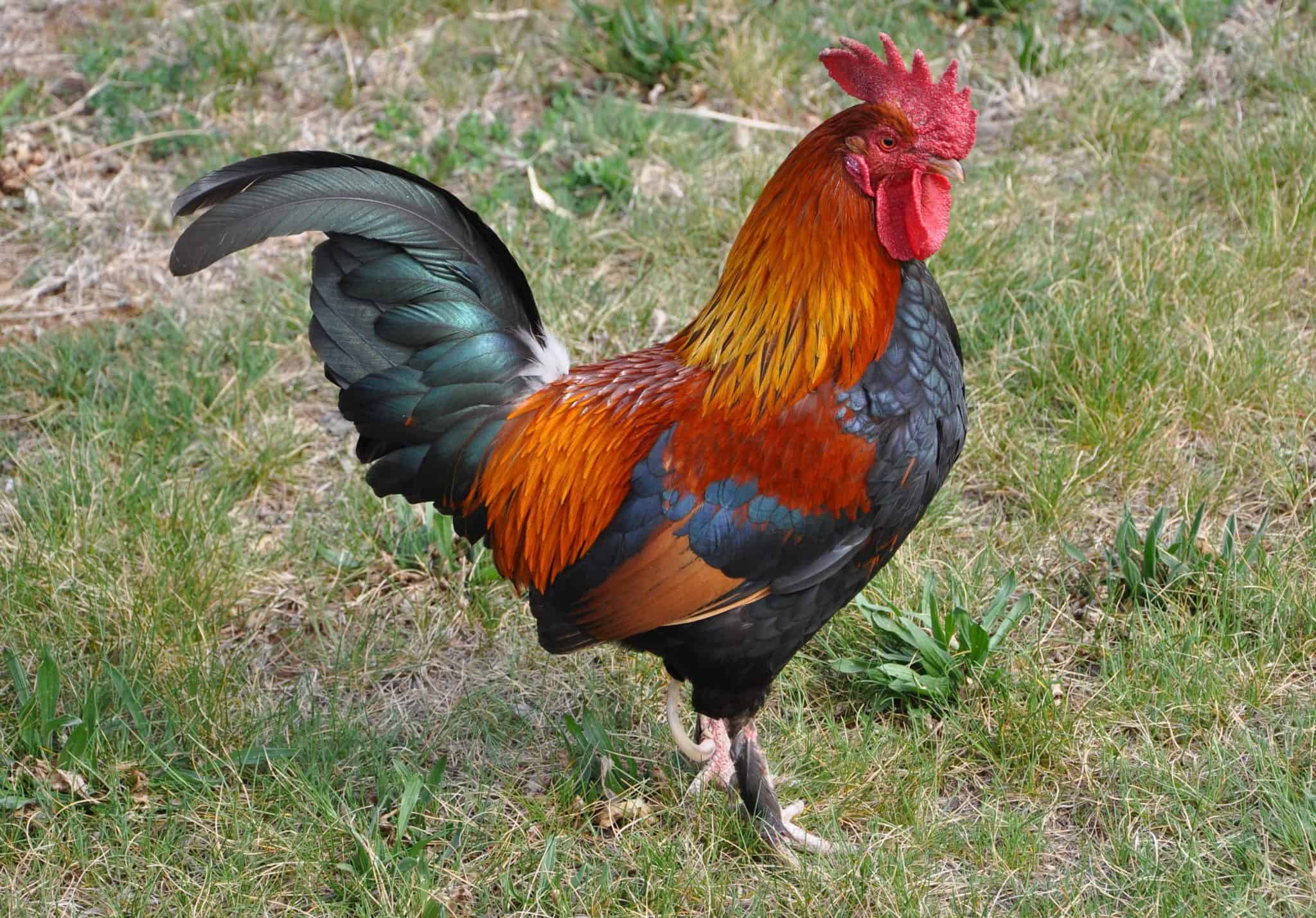 Roosters Men's Grooming Center At Eric Town Square