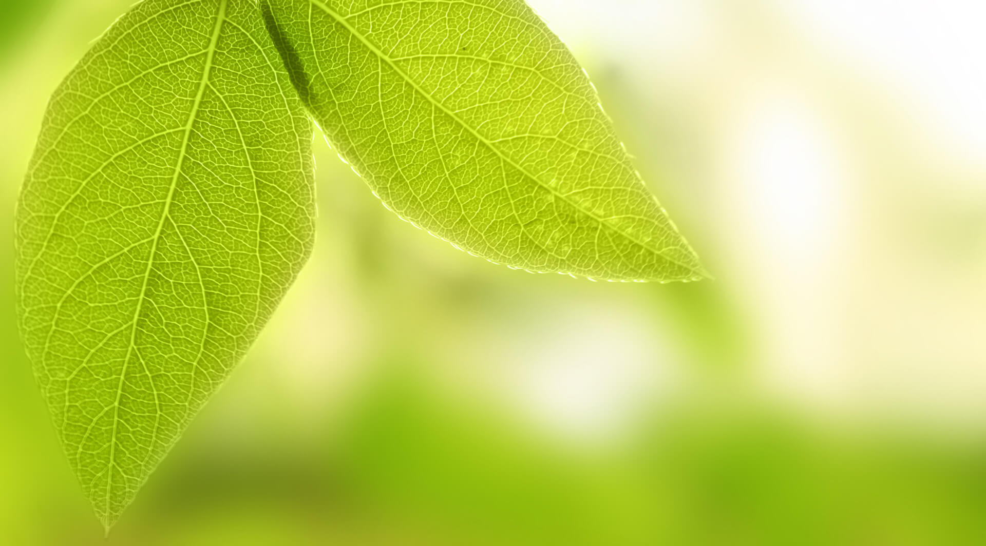 The Psychological Effect of Green On Interior Design - Green Tree Medicinals Of Longmont Longmont Co