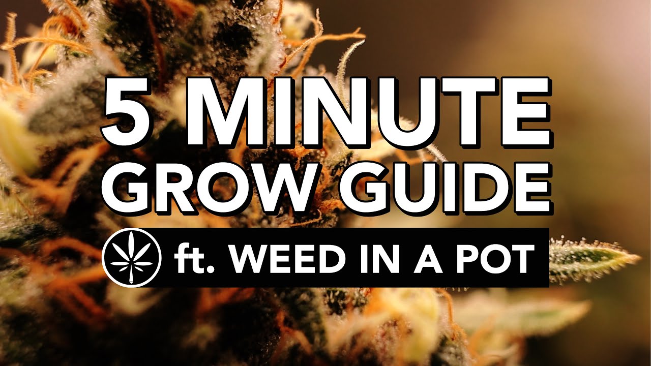 THE Quickstart Guide to Grow Cannabis - YouTube - Growing Marijuana For Beginners Step By Step