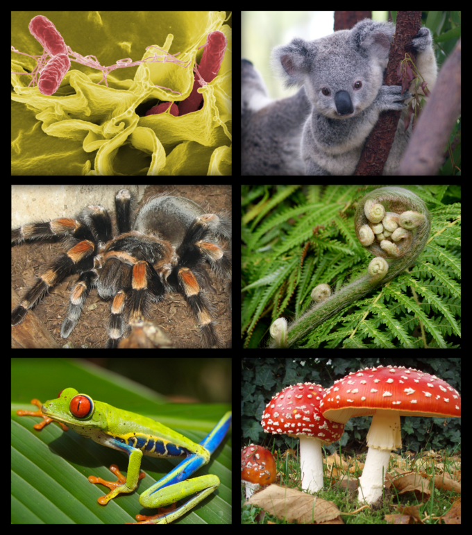 Organisms That Must Consume Food For Their Energy